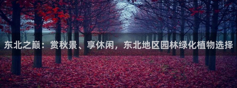 新宝gg评论