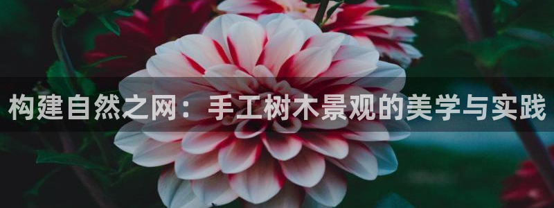 新宝gg开