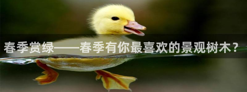 新宝gg娱乐主管q42873：春季赏绿——春季有你最喜欢的景观树木？