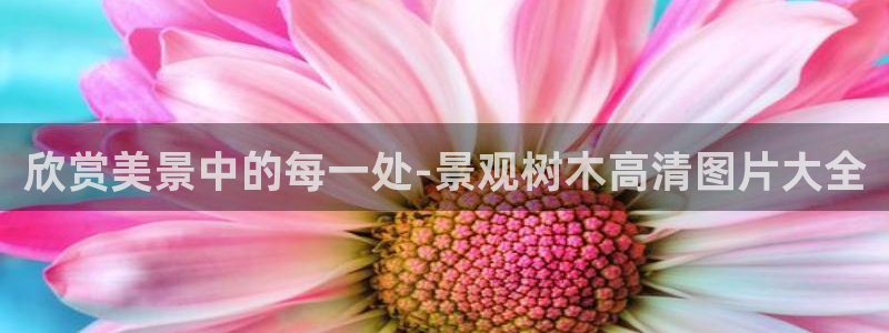 新宝gg招商致胜团队
