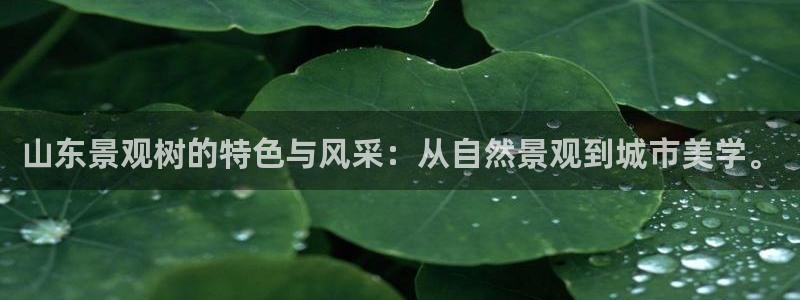 娱乐世界新宝gg