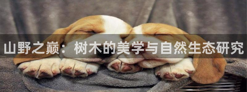 新宝gg主管都是谁
