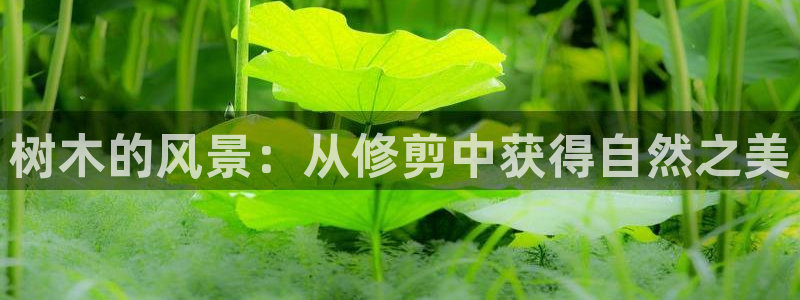 新宝gg盈亏