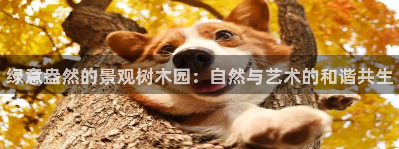 新宝gg怎样
