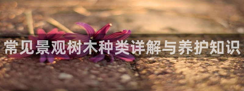 新宝gg娱乐官网